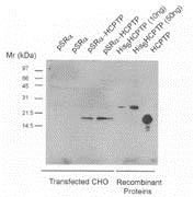 "CHO cells were transfected with either Vector (pSRa) or expression 
vector driving expression of HCPTPA (pSRa-LMWPTP), and harvested in Triton X-100 lysis buffer at 72 h after transfection. 2mg of lysate protein was incubated for 1 h with 10ml of sheep-anti-LMWPTP containing anti-serum, and immuno-precipitated proteins recovered by Protein A/G were separated on PAGE (12%), and HCPTPA detected using a mouse anti-sheep monoclonal antibody (Cat # X1206M)."